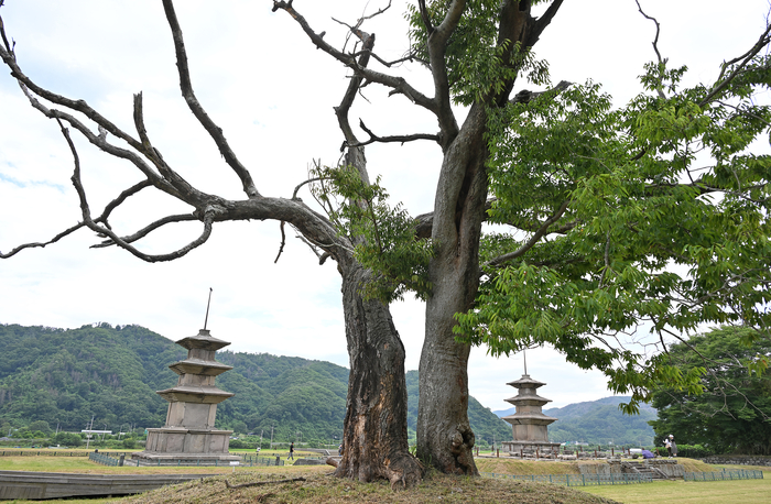 경주 감은사지 동탑과 서탑, 보호수.
이지용기자 sajahu@yeongnam.com