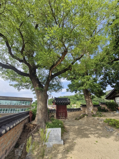 영해향교 한쪽에 자리한 수령 290년의 회화나무. 보호수로 오랜 세월 향교와 함께하며 선비들의 배움과 지역의 역사를 묵묵히 지켜온 고목이다. <남두백 기자>