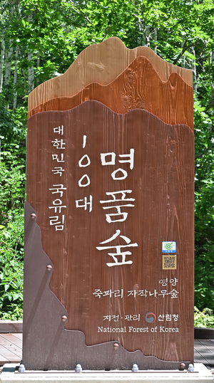 영양 죽파리 자작나무숲 입구에는 이곳이 대한민국 국유림 100대 명품숲이라는 표지판이 있다.