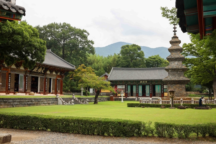 21일 오전 비가 그친 후 찾아간 송림사 경내 모습. 정갈한 잔디 마당과 어우러진 천년고찰은 학술적·예술적 가치가 매우 높은 명찰로 평가받고 있다. 마준영 기자