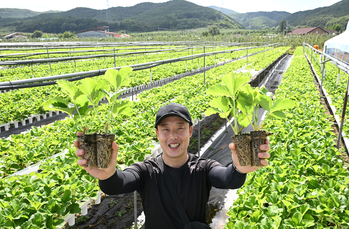허안열 우와한 농원 대표가 농원에서 키운 딸기 모종을 들어보이고 있다. 허 대표는 사과 농사를 짓다 딸기로 재배종목을 바꿨다. 청송은 여름에 서늘하고 습하지 않아 딸기 육묘에 강점이 있다.