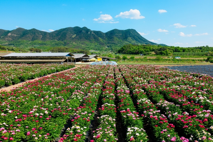 꽃밭 너머로 펼쳐진 금성산 모습. 7천만년 전 화산의 흔적이 오늘의 풍경을 남겼다. 의성군청 제공