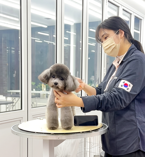 원희나 씨가 반려견 미용을 하고 있다. 본인 제공