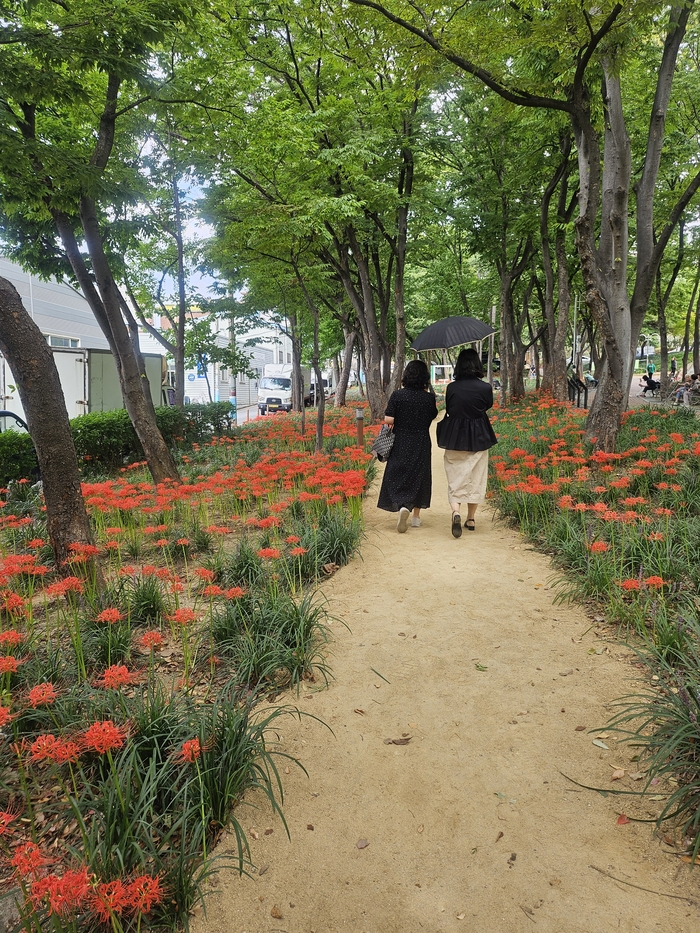 19일 대구 서구 그린웨이 백합원 산책로에 꽃무릇이 활짝 피어있다. 김점순 시민기자
