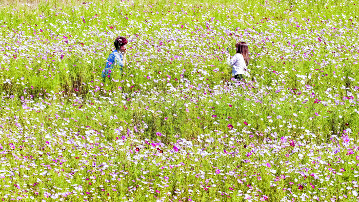 [포토뉴스] 추분 맞은 낙동강체육공원, 코스모스 만개