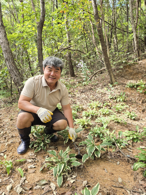 노동욱 상주시 이촌리 이장이 이촌리 주민들과 가꾸고 있는 호스타 군식장에서 잡초를 제거하고 있다.  구경모 기자