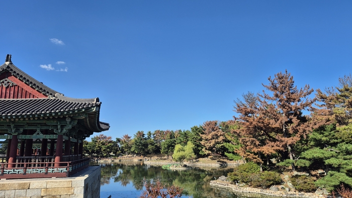 7일 경주 동궁과 월지에서 연못 주변 소나무들이 적갈색으로 변해 있다. 월성과 동궁과 월지 등 신라왕경 핵심 유적 일대에서도 재선충병 피해가 이어지고 있다. 장성재기자