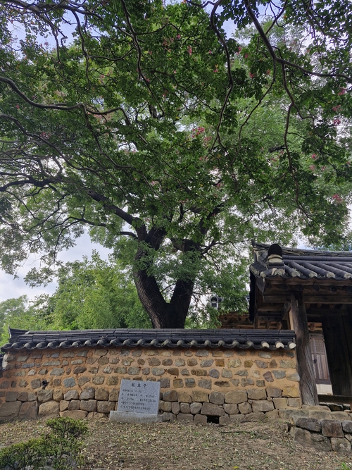 종택 사당 앞에 자리한 수령 370년가량의 회화나무. 보호수로 지정된 이 고목은 종택과 비슷한 세월을 한자리에서 보내며 무의공 박의장 후손들의 삶과 문중의 역사를 지켜온 또 하나의 산증인이다. 남두백 기자