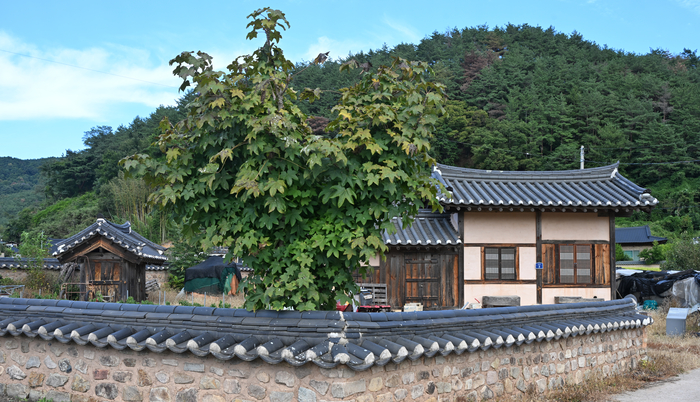 영덕군 창수면에 있는 면운재 고택은 이겸호 의사가 선조의 기개를 이어받아 독립운동의 비밀 본거지로 삼고 구국의 뜻을 펼친 곳이다.