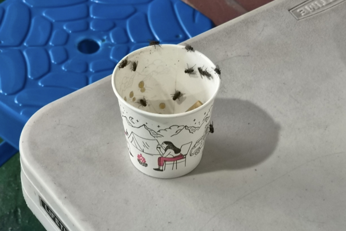 성서소각장 주변 식당 밖에 설치된 테이블 위에 있는 종이컵을 파리떼가 차지하고 있다. 대구 달서구보건소 제공