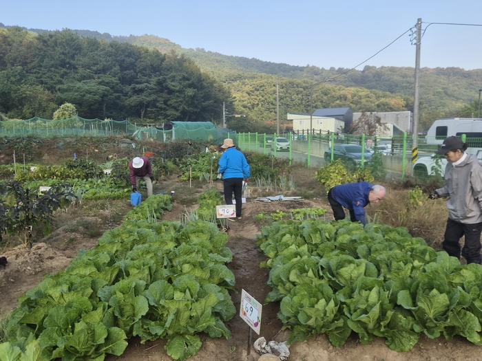지난 18일 오전 11시쯤 대구 달서구 도원동에 있는 한 공영 도시 텃밭에서 시민들이 각자 재배한 작물을 돌보고 있다. 안성태 수습기자
