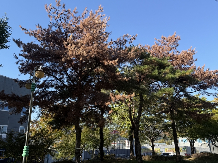 22일 오후 찾은 대구 북구 침산공원에서 소나무재선충병에 감염된 나무들이 고사한 채 서 있다. 구경모기자