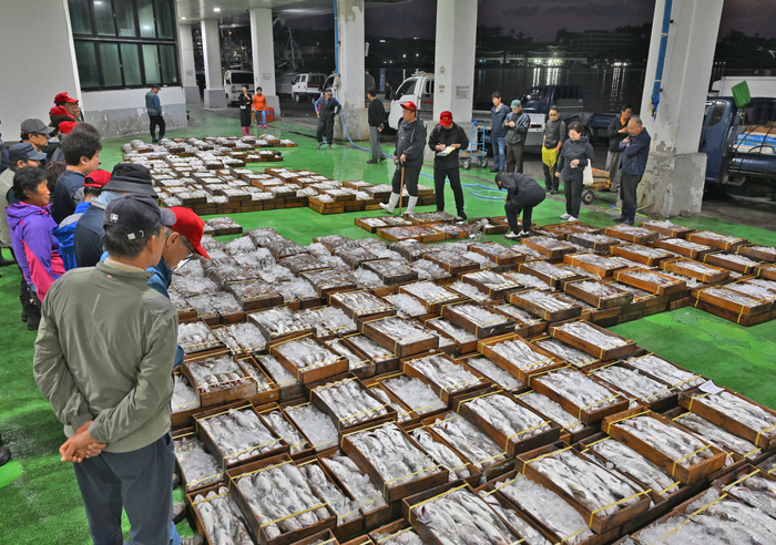 새벽 5시 무렵 감포항 위판장에서는 밤새 잡아 올린 수산물의 경매가 시작된다. 생선 상자가 줄지어 놓이고 중도매인들은 어종과 크기, 상태를 살피며 거래에 나선다. 이곳에서 가격이 정해진 수산물은 시장과 식당을 거쳐 전국의 식탁으로 향한다. 경주 감포항에 위치한 경주시수협 감포위판장에서 경매가 진행되고 있다.