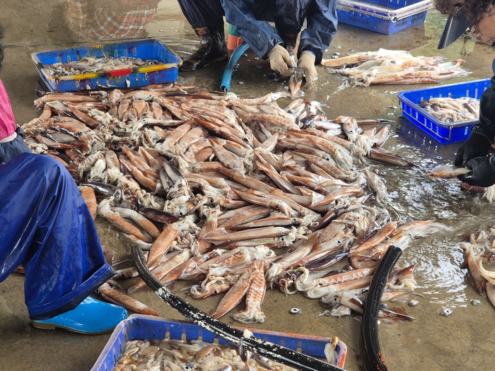 울릉도 저동항 위판장에 갓 잡아 올린 오징어가 수북이 쌓여 있는 가운데 작업자들이 오징어를 건조하기 위해 할복하고 있다. 홍준기 기자