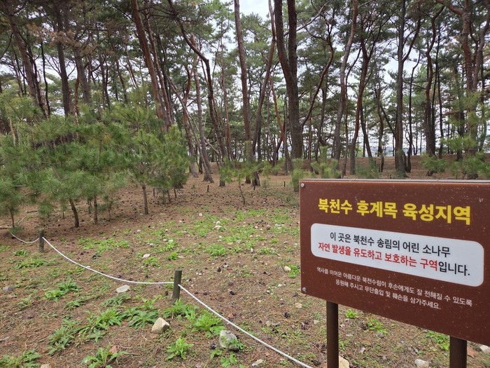 북천수의 지속성을 위한 후계목 육성 지역에 어린 소나무들이 자라고 있다. 전준혁 기자