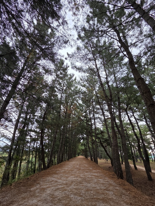 본격적인 소나무숲이 시작되는 북천수 산책길. 전준혁 기자