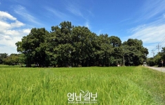 [스토리텔링 2013] 경북, 이야기 보따리를 풀어라 <14> 주막 주인 김설보의 숭고한 정신이 깃든 여인의 숲(포항)