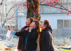 [동네뉴스-스마트폰 세상보기] 대구 인흥마을 매화 구경 온 베트남 이주여성 세 자매
