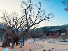 [동네뉴스]대구 달성군 도동서원  ‘김굉필 나무’ 자태 