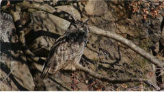 팔공산에 동·식물 5천295종 서식 '생물자원 가치 입증'...국립공원 승격 탄력