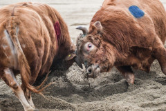 [개장 10년 '적자 늪' 청도 소싸움경기] 사행산업감독위가 말도 안 되는 총매출상한액으로 꽁꽁 묶어둬