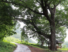 영양 송하리 ‘졸참나무’와 ‘당숲 ’천연기념물 지정