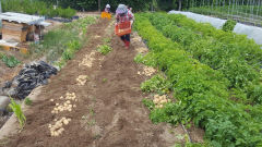 영주시농업기술센터, 강원도 옥수수 보급종·봄 감자 공급 나선다