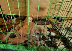 동물보호단체, 청도군 유기견보호센터 관리실태 고발…파장 확산