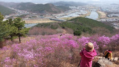 [동네뉴스] 진달래 산천, 대구 와룡산 용미봉은 분홍의 물결
