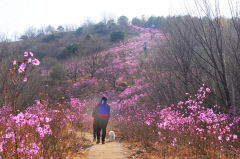 [동네뉴스-스마트폰 세상보기] 대구 와룡산의 진달래꽃
