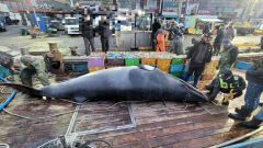 영덕군 앞바다서 그물에 걸려 죽은 밍크고래, 4천7백만원에 위판