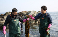 [이춘호 전문기자의 푸드 블로그] 한국인의 '소울푸드' 미역(2)...경북 바닷가 5개 시군 어촌계가 품은 해조류…밥상에 올라온 '푸른 생명의 맛'