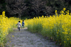 [울릉 가볼만한 곳] 울릉도 태하동 유채꽃 정원 1만3천㎡ 규모 노란 물결이 일렁일렁