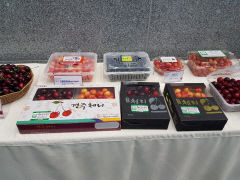 경주시 ‘경주 체리’ 브랜드 명품화…재배면적 70㏊, 수확량 400t '전국 1위'