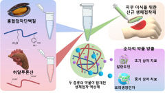 포스텍·한국화학연구원 연구팀, 피부 이식술 새 길 열어