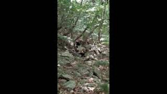 상주 모동면 백화산에 어미와 새끼 반달곰 2마리 나타나