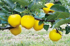 [대한민국 선진농업 1번지, 산소 카페 청송 .1] 청송사과…달콤아삭 먹는 맛에 황금빛 보는 멋까지 일품