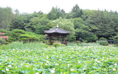 [포토뉴스] 경주 보문정 ‘백련의 유혹’