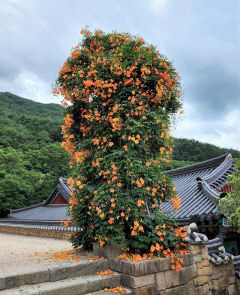 [김봉규의 수류화개(水流花開)] 여름날 꽃 폭포 능소화 이야기(2)...도시 빌딩 위로 흙돌담 위로 핀 청량함…무더위 속 일상 곳곳서 특별한 풍광