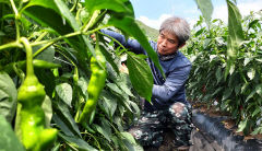 [대한민국 선진농업 1번지, 산소 카페 청송 .2] '청송 효자작물' 고추…청양고추의 고향…짙푸른 과피 속 알알이 들어찬 매콤함 '명품'