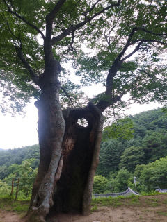 [동네뉴스-시민기자 세상보기] 운부암 느티나무를 만나러 가는 날