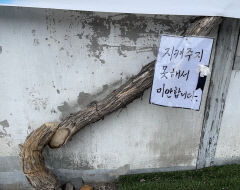 경산 자인 사진명소 '능소화 나무 집'주인 