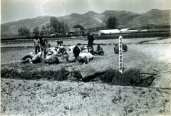 1968년 '경북도 육묘장' 지정→2007년 하양·진량읍 일원 특구 발돋움→680여 농가서 年 3천만주 생산