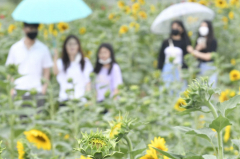 대구경북 주말(20일) 비소식…한동안 무더위는 계속