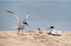 안동호 인공 모래섬에 사는 '쇠제비갈매기' 멸종위기종 지정예고
