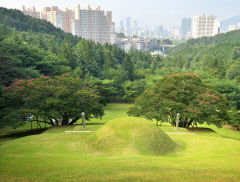 [김봉규의 수류화개(水流花開)] 배롱나무(1) 여름 100일간 붉은 자태 뽐내다 가을꽃에 바통