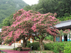 [김봉규의 수류화개(水流花開)] 배롱나무(2) 山寺 고목으로 많아…껍질 수시로 벗는 것처럼 욕망·번뇌 벗고 수행 전념 의미