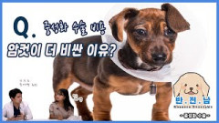[반. 전. 남]12. 중성화 수술 비용 암컷 더 비싼 이유는?(중성화 수술1)
