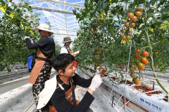 상주 스마트팜, 전국 최대 42.7㏊ 조성…농업교육·임대·창업·주거 한꺼번에 지원