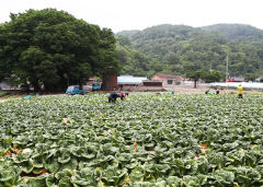 영양 고랭지 배추 '고소득 효자 작물' 등극